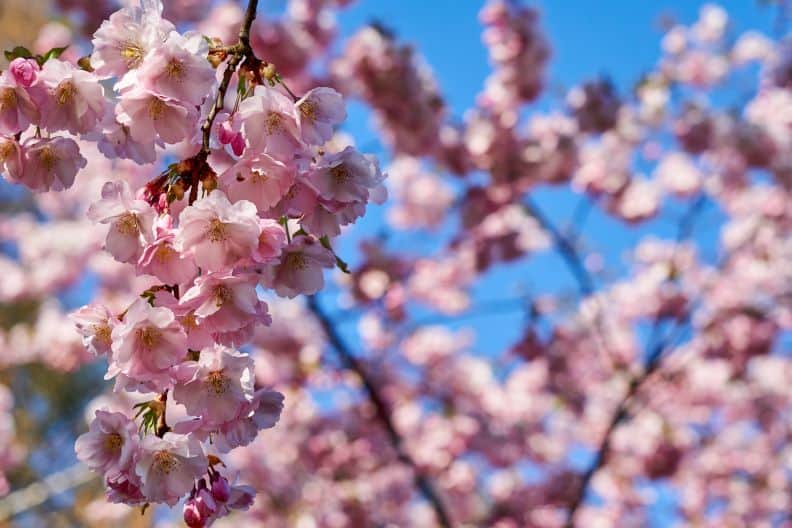 桜を活かした持続可能な社会を目指す取り組みとは？
