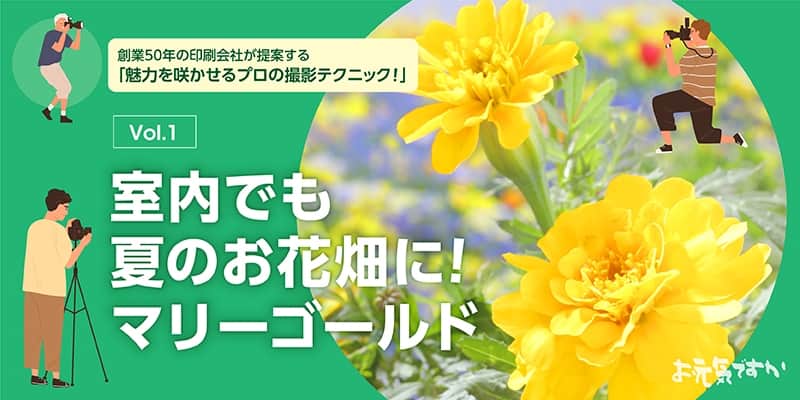 【プロの撮影テクニック】室内でも夏のお花畑に!|マリーゴールド
